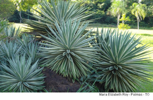  Transformando resíduos em energia sustentável: o potencial do suco de folhas de agave para produção de biogás!